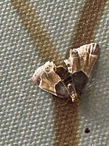 Meal moth