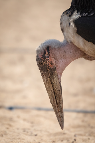Marabou Stork