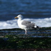 Northern Western Gull - Photo (c) Jay Keller, all rights reserved, uploaded by Jay Keller