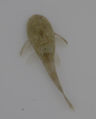 Nannoplecostomus eleonorae