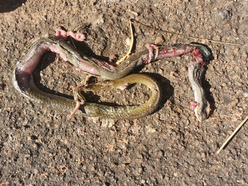 Olive Whip Snake