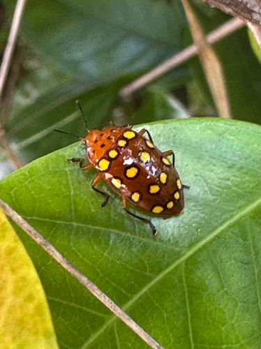 Iphiclus sedecimmaculatus