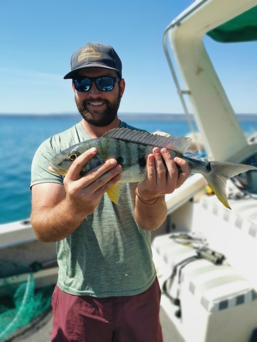 Giant Tanganyika Cichlid