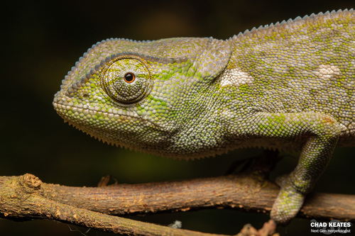 Flap-necked Chameleon