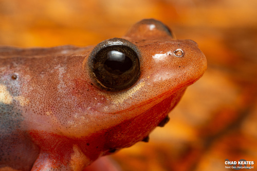 Common Reed Frog
