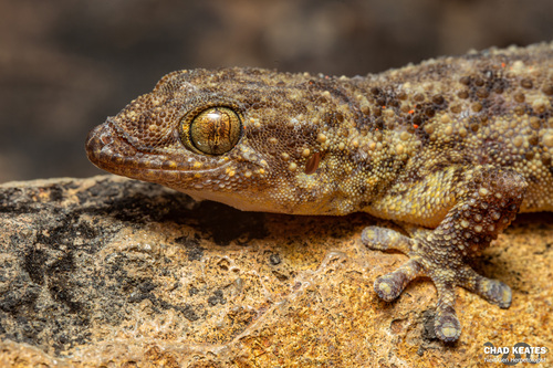 Warty Thick-toed Gecko