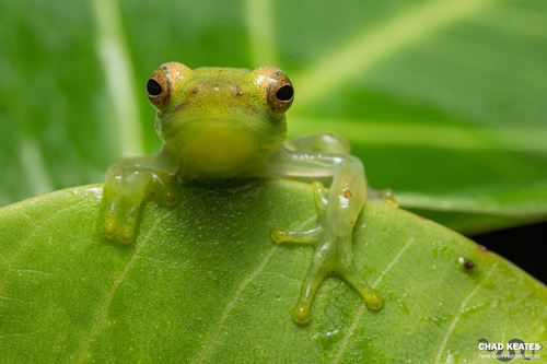 Pointed Long Reed Frog