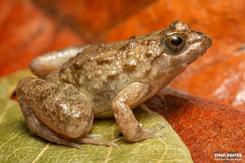 Natal Puddle Frog