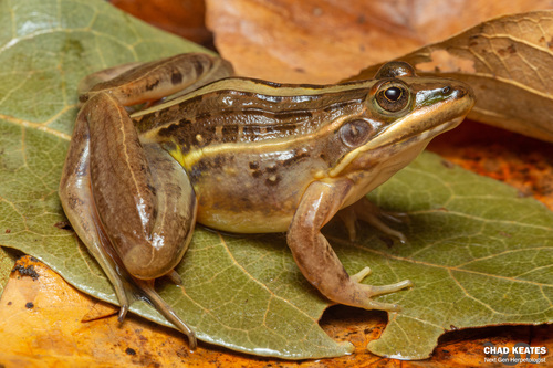 Nile Ridged Frog