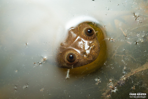 Müller's Clawed Frog
