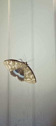 Blue Underwing