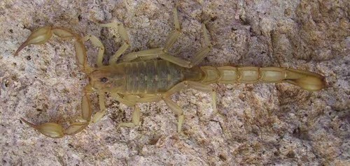 Chihuahuanus kovariki