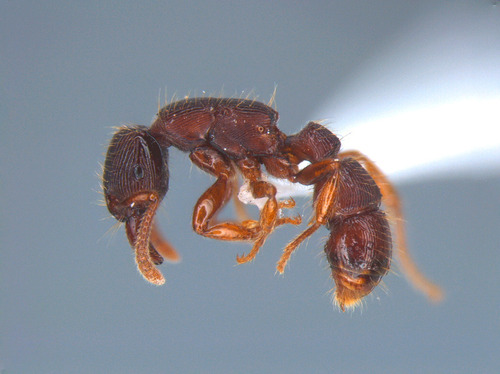 Gnamptogenys continuaGnamptogenys continua