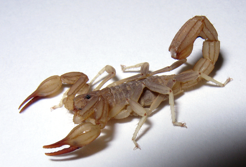 Russell's Scorpion