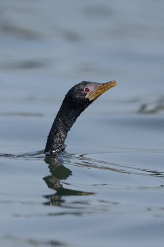 Reed Cormorant