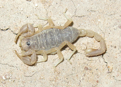 Paruroctonus gracilior