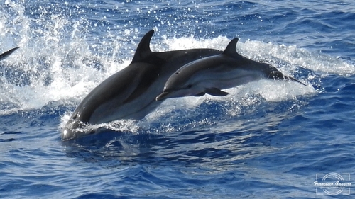 Stenella coeruleoalba