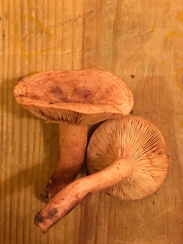 Oakbug Milkcap