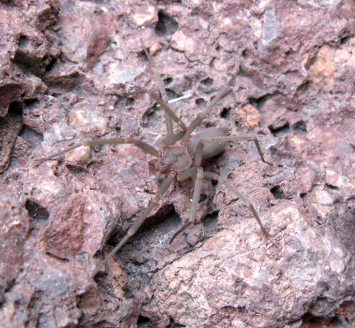 Apache Recluse