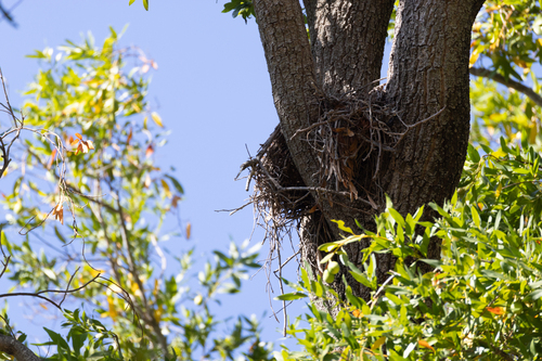 View observation of {o.common_name} on iNaturalist