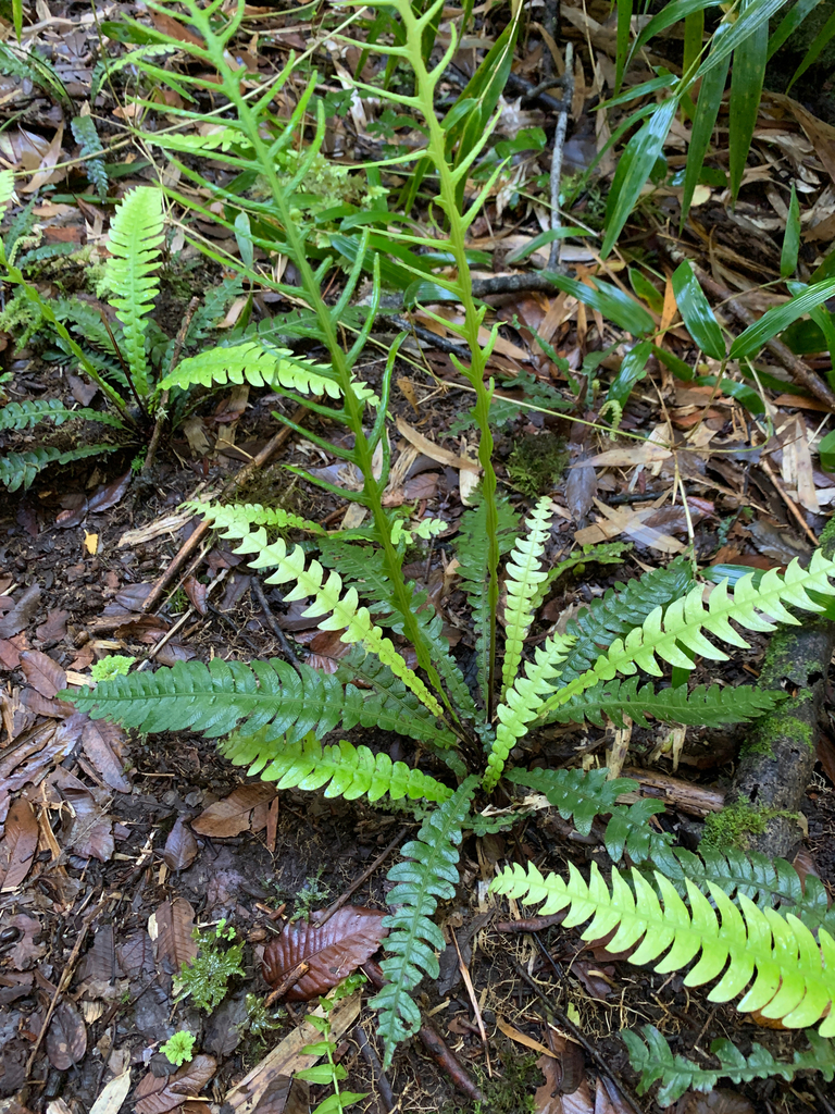 Blechnum