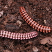 Antheromorpha rosea - Photo (c) jiangyou, all rights reserved, uploaded by jiangyou