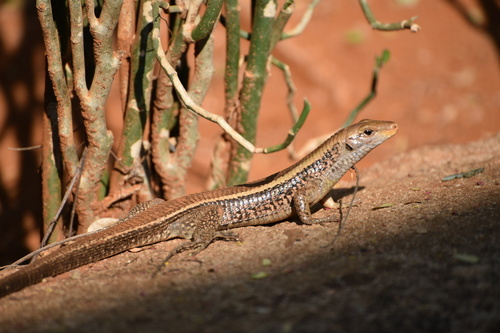 Western Girdled Lizard