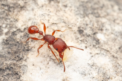 Pogonomyrmex imberbiculus