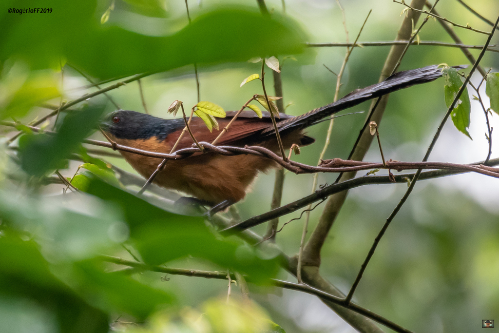 Gabon Coucal photo