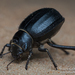 Arabian Darkling Beetle - Photo (c) Robin James, all rights reserved, uploaded by Robin James