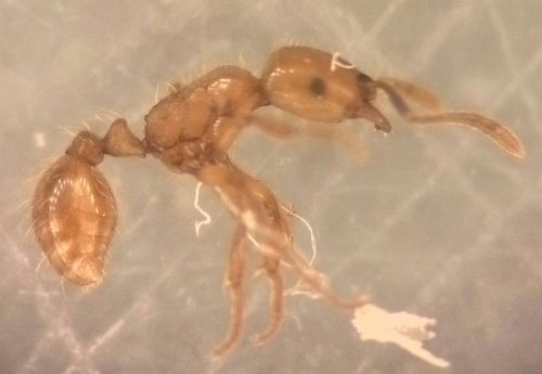 Strongylognathus destefaniiStrongylognathus destefanii