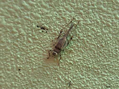 Svistella bifasciata