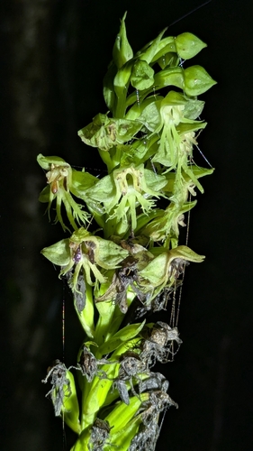 Habenaria notabilis
