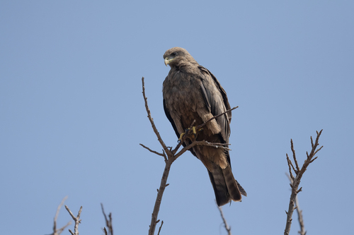 Black Kite