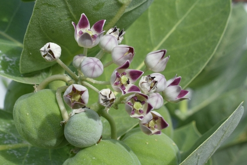 giant milkweed