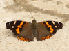 Sahyadri Red Admiral - Photo (c) David Beadle, all rights reserved, uploaded by David Beadle