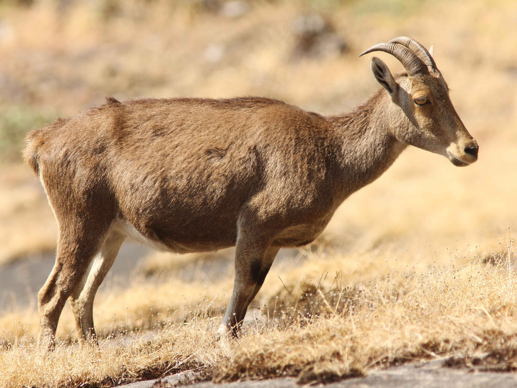 nilgiri-tahr-iucn