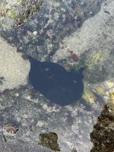 Aplysia fasciata