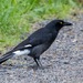 Pied Currawong - Photo (c) andrew_mc, all rights reserved