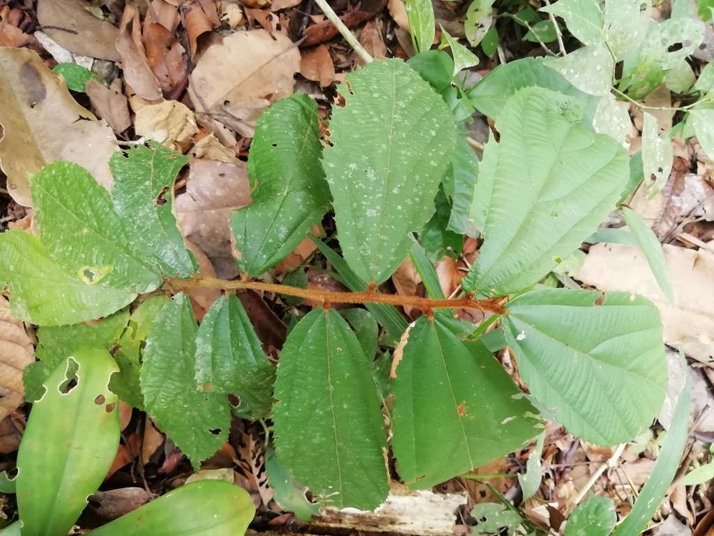 File:abelha-cachorro - Trigona spinipes - em flor de açoita-cavalo-graúdo  Luehea grandiflora Mart. & Zucc. (Malvaceae) 02.jpg - Wikimedia Commons