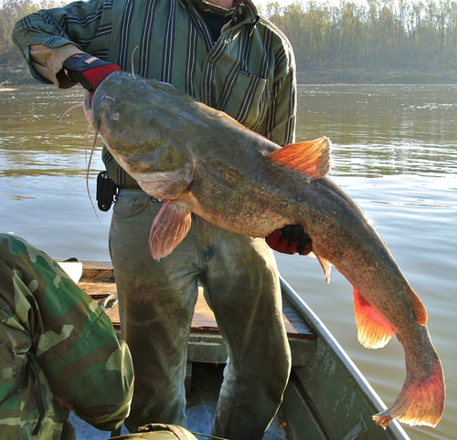 Flathead Catfish