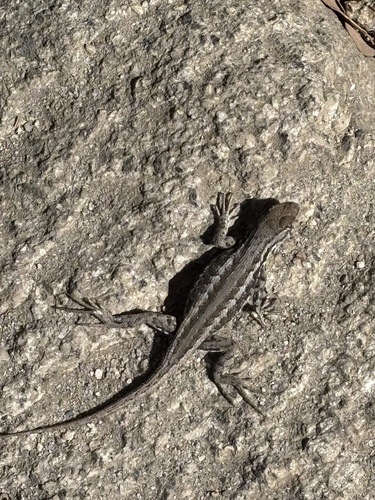 iNaturalist observation photo of Common Sagebrush Lizard