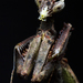 Brazilian Dragon Mantis - Photo (c) Projeto Mantis, all rights reserved, uploaded by Projeto Mantis