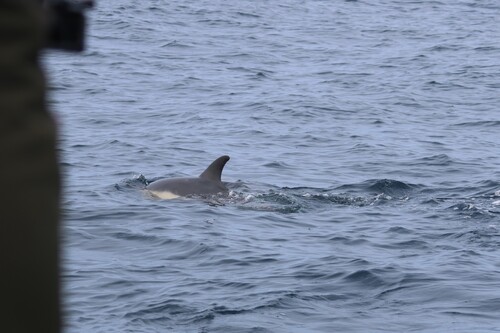 Delphinus delphis