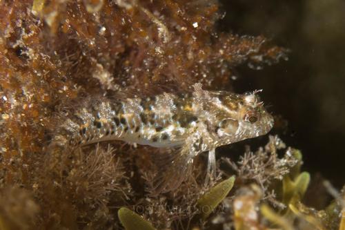 Mystery Blenny