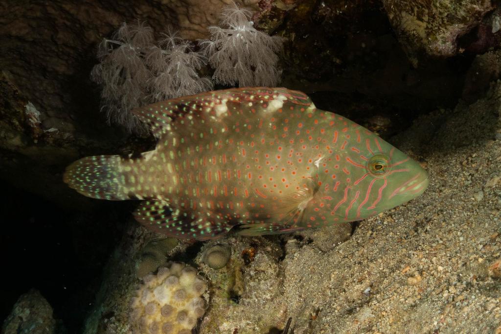 Tripletail wrasse - Wikipedia