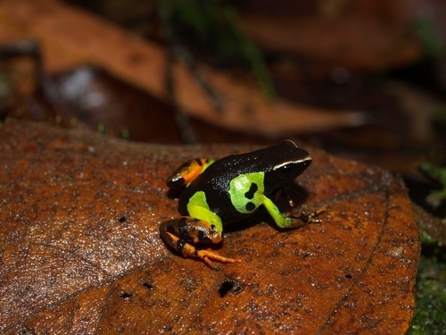 Madagascan Mantella