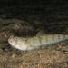 Atlantic Lizardfish - Photo (c) josepvilanova, all rights reserved, uploaded by josepvilanova