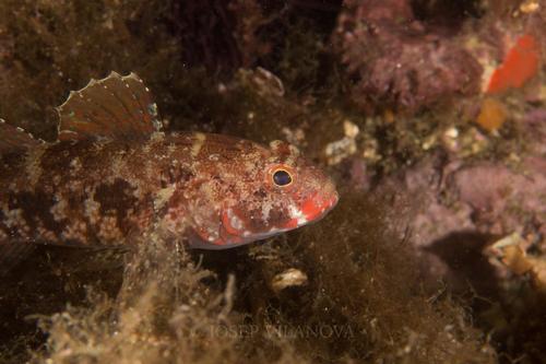 Red-mouthed Goby