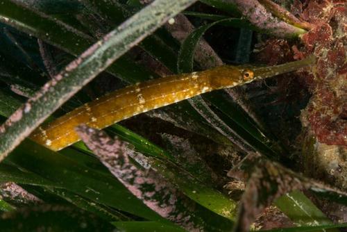 Greater Pipefish